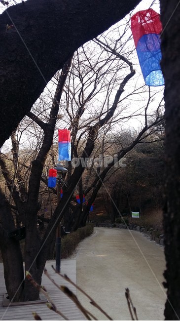 청사초롱,벚꽃축제,벚꽃길,청서초롱길,벚꽃
