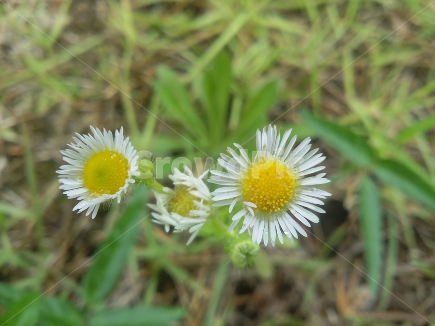 꽃,식물,flower,plant,자연,식물,자연,plants,nature