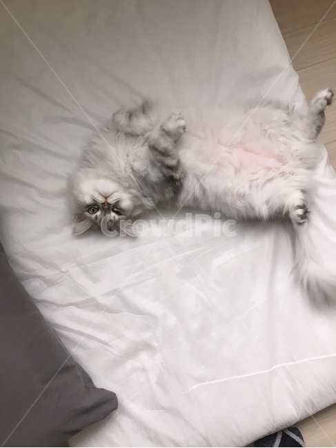 동물,고양이,페르시안,귀여운,애완동물