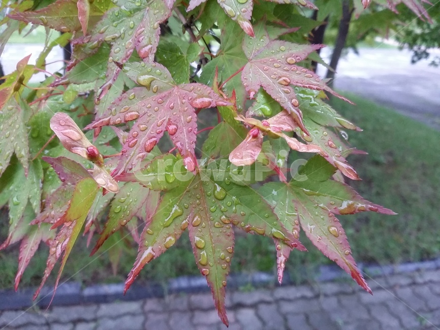 plant,식물,leaf,잎,tree,나무,단풍,식물,자연,plants,nature