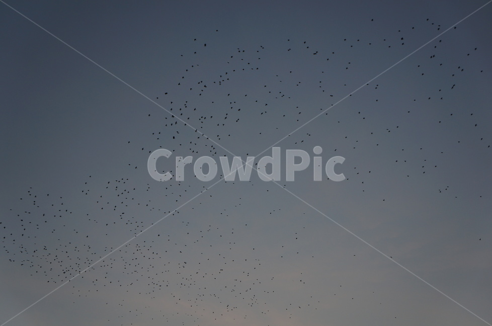 하늘,해질녘,새,sky,감성,sensible,자연,풍경,nature,landscape,animal,동물,flock,대군