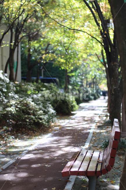 산책,벤치,가을,공원,산책로,나무,외로움,쓸쓸함,자연,풍경,nature,landscape,bench,park bench,공원 벤치