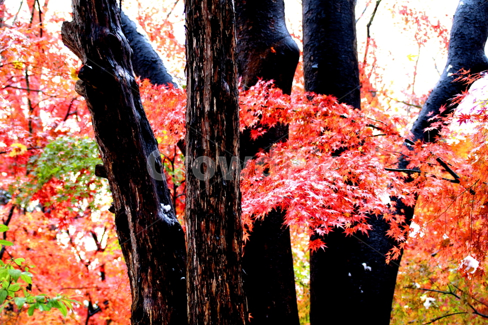 풍경,나무,식물,계절,겨울,식물,자연,plants,nature,나무,trees,wood