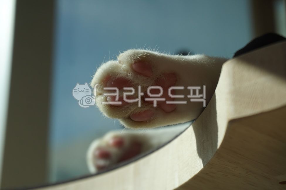 cats paw,cat,cat jelly,The soles of your feet,jelly,fluffy,cat paws,cute