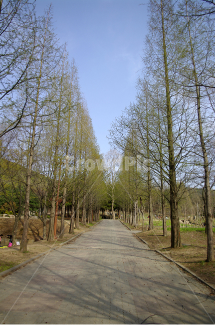 풍경,나무,초록,식물,길,가로수,tree,plant,road,도로,asphalt,아스팔트