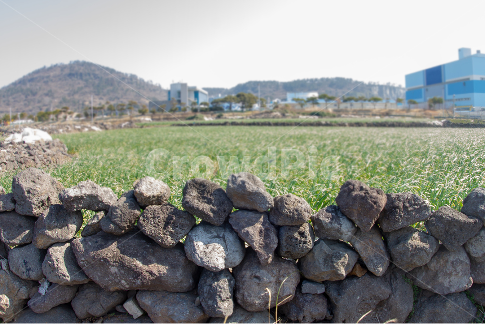 돌담,제주돌담,담벼락,돌담시공,돌,돌담집,돌담길,제주도,제주,jeju,jejuisland,자연,풍경,nature,landscape,제주도,jeju,jeju island,rubble,파편