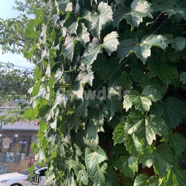 plant,식물,leaf,잎,감성,벽,벽식물