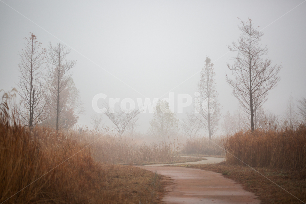 자연,풍경,늦가을,아침,안개,생태공원,몽환적,가을,계절,fall,autumn,season,자연,풍경,nature,landscape,weather,날씨,outdoors,옥외