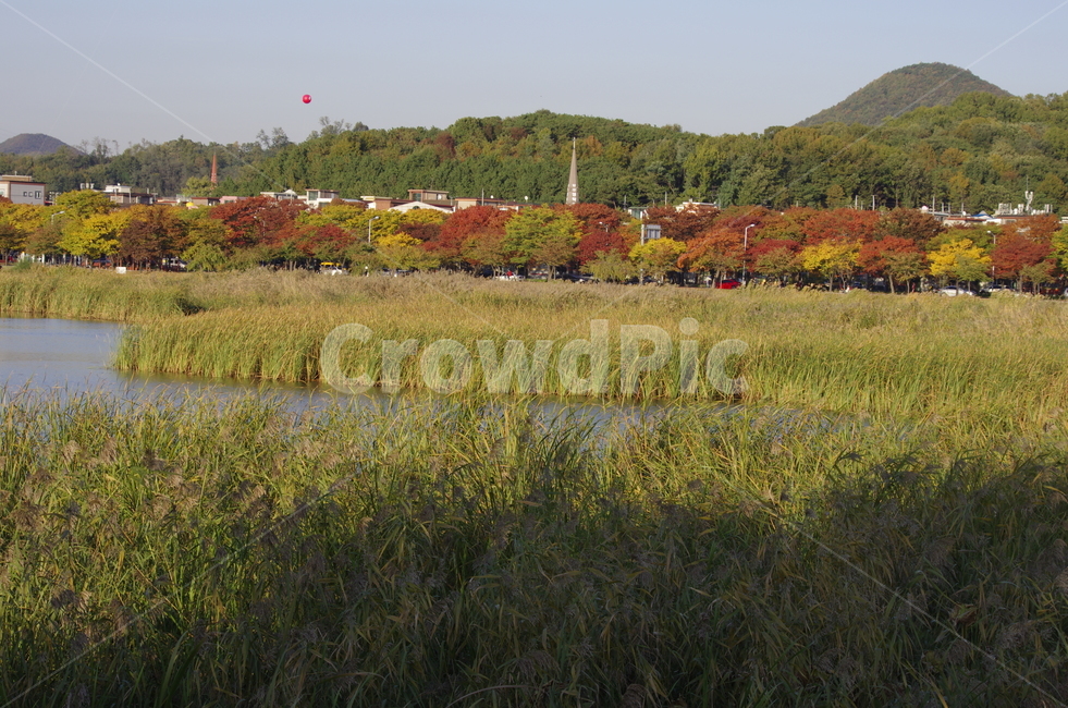 호수,연못,가을,물가,수풀,scene,view,feeling,emotion,nature,landscape,season,풍경,감정,감성,자연,계절,뷰티,reed,pond,lake,autumn,fall,풍경사진,감성사진,정취