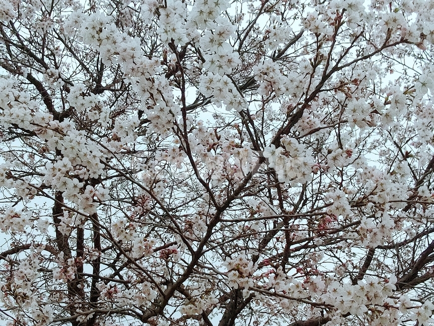 벚꽃,꽃,생화,봄,벚나무,하늘,풍경,배경,분홍색,하얀색,나무,봄꽃,봄하늘,핑크,근접