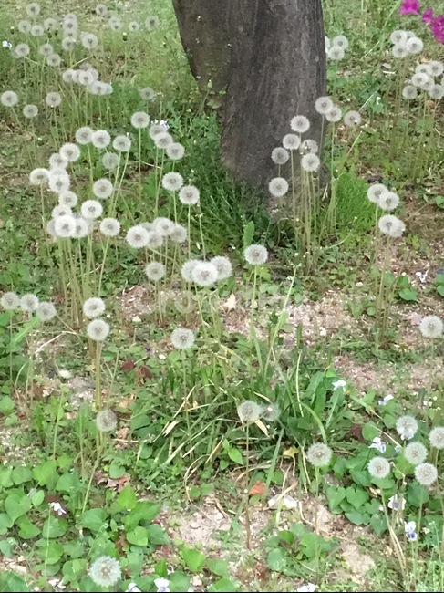 민들레,민들레홀씨,꽃,자연,식물