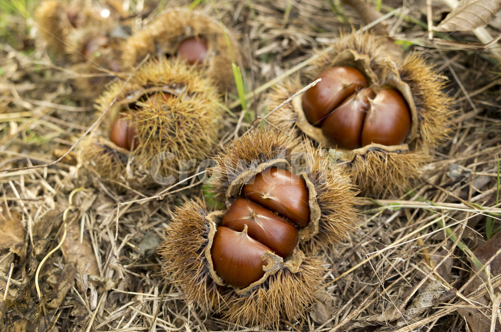 밤,가을,밤송이,알밤,가시,열매,가을,계절,fall,autumn,season,plant,식물