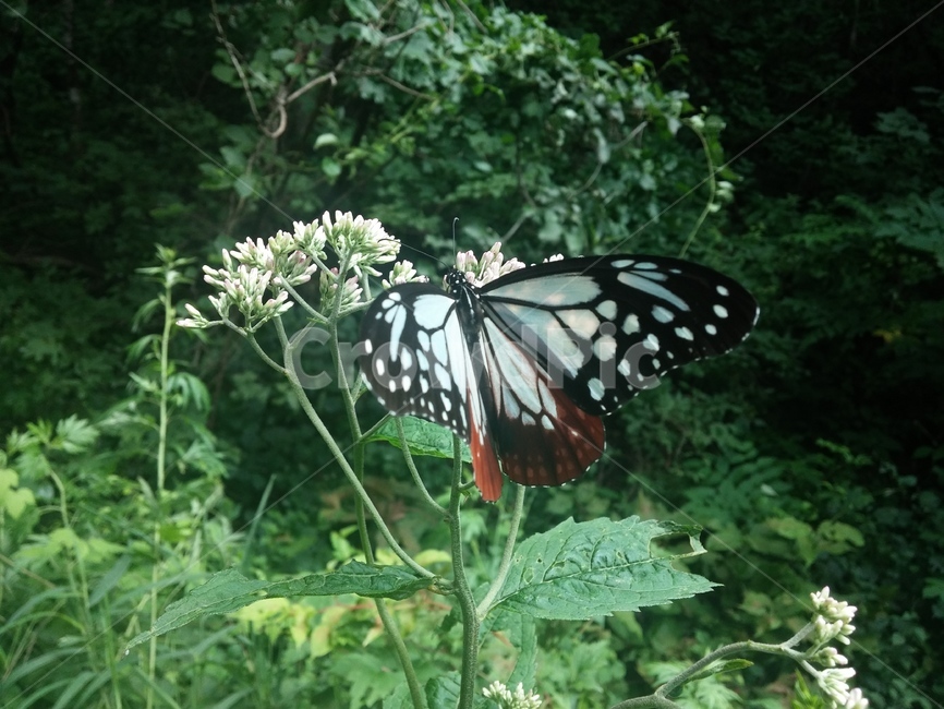 나비,숲,나비날개,자연,곤충,식물,자연,plants,nature,꽃,flower,동물,animal,곤충,벌레,insect,bug