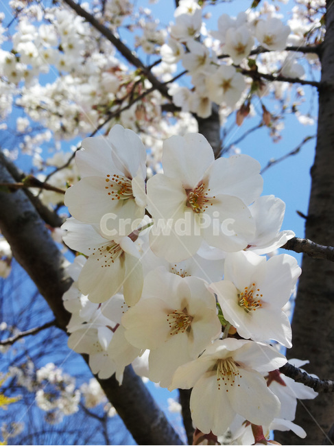 벚꽃,꽃,봄,flower,cherryblossoms,야외,하늘,날씨,맑음,나무,flowers,tree,nature,spring,season,계절