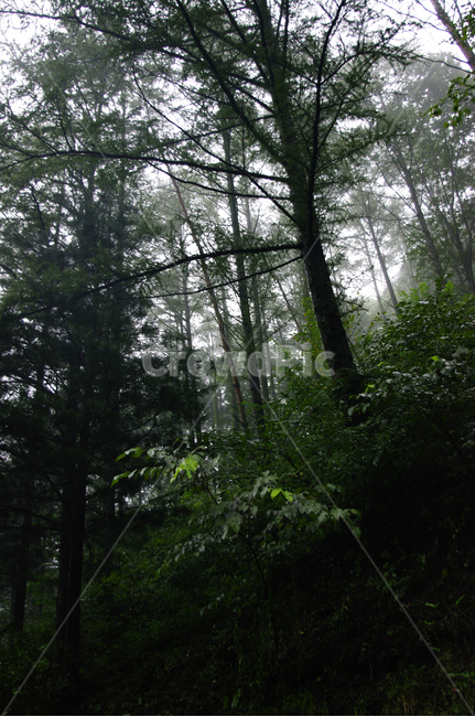 나무,식물,숲,안개,plant,자연,풍경,nature,landscape,tree,vegetation,초목