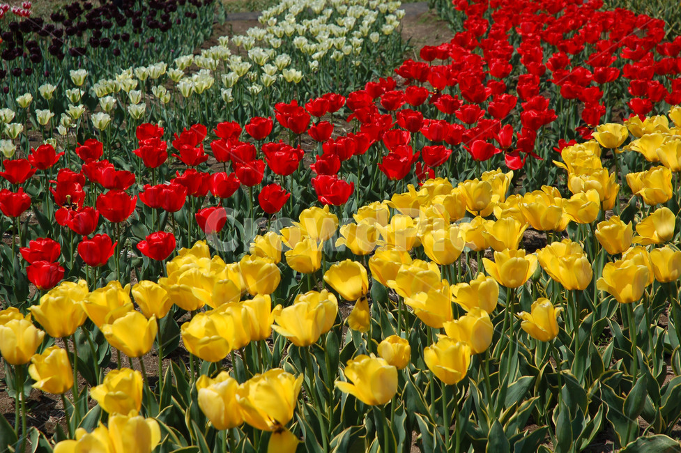꽃,튤립,꽃밭,봄,핑크,노랑,봄,계절,spring,season,식물,자연,plants,nature,꽃,flower,plant,blossom,tulip