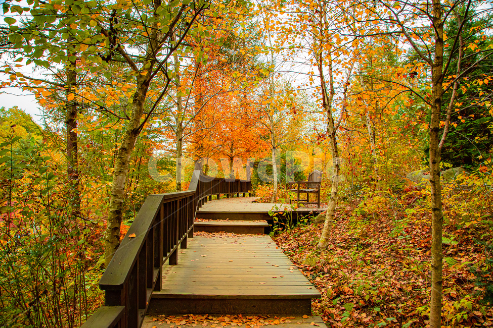 path,통로,leaf,잎,plant,식물,가을,의자,풍경,낙엽,은행나무,가을,계절,fall,autumn,season,자연,풍경,nature,landscape
