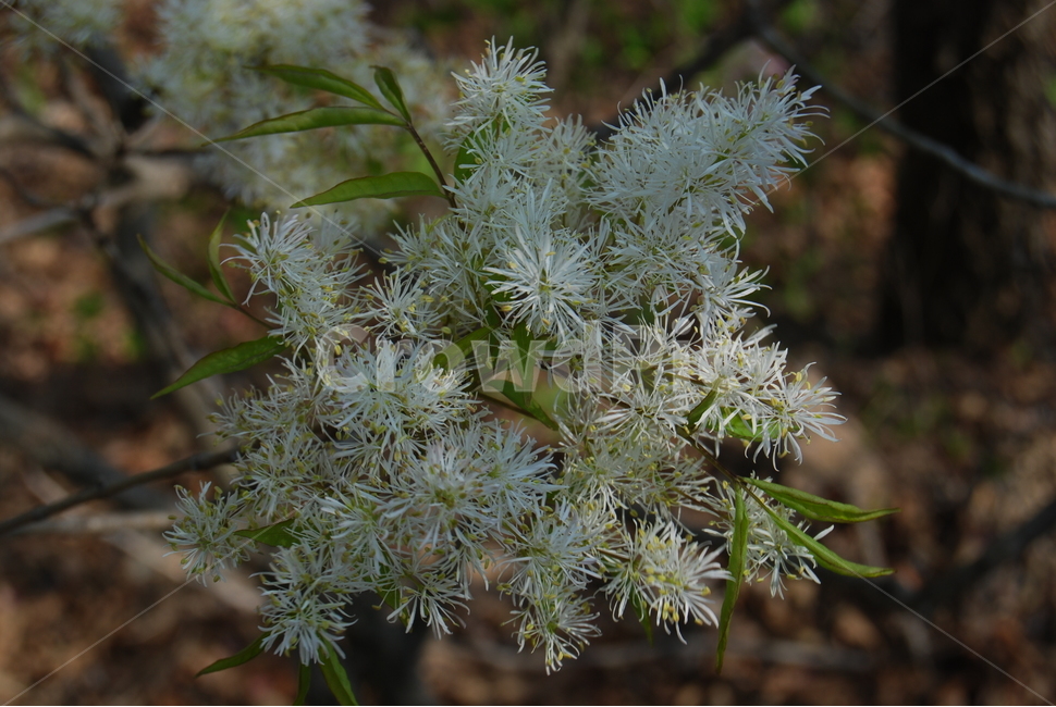 대운산,봄,자연휴양림,탐방로,공원,식물,자연,plants,nature