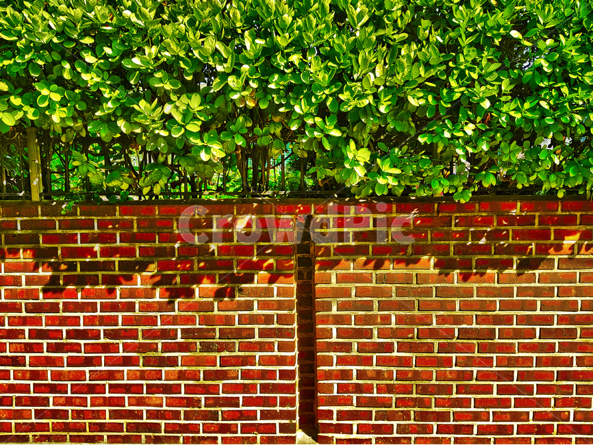 벽돌,빨간벽돌,자연,여름,백그라운드,싱그러운,정원,식물,자연,plants,nature