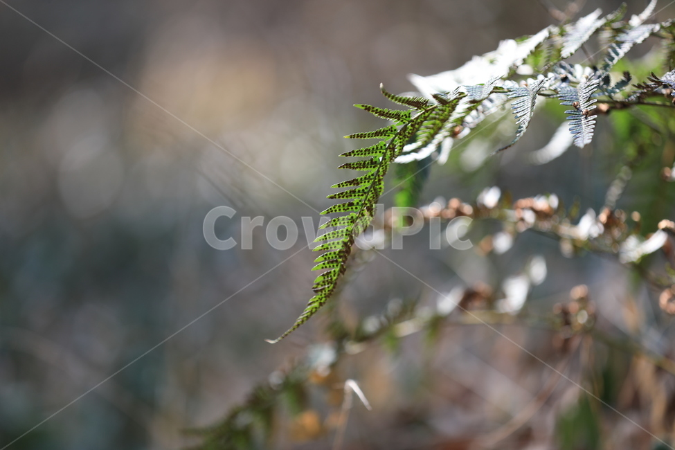 식물,햇살,봄,따뜻한,감성,식물,자연,plants,nature