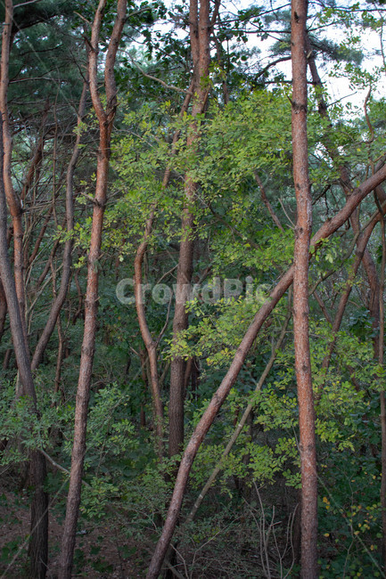nature,자연,옥외,outdoors,planr,식물,leaf,잎,나무,plant,treetrunk,나무줄기,나무,trees,wood