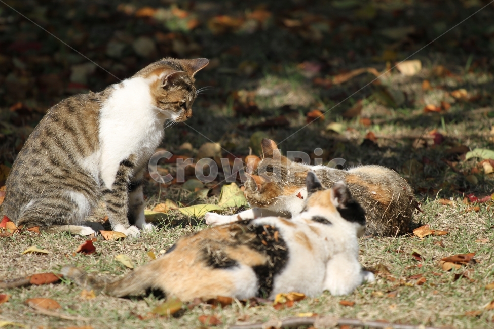 동물,고양이,애완동물,포유류,야생,새끼고양이,귀여운,자연,야외,야생고양이,야생동물,얼룩무늬,갈색,필드,초원,햇빛,근접사진,동물사진,고양이사진,가을,Animal,cat,pet,mammal,wild,kitten,cute,outdoor,wildcat,wildlife,tabby,brownfield,meadow,sunlight,closeup,Catpictures,fall,동물,animal,포유류,mammal,고양이,cat,kitten,kitty