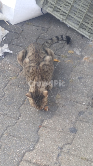 고양이,길고양이,아기고양이,동물,들고양이,동물,animal,포유류,mammal,고양이,cat,kitten,kitty