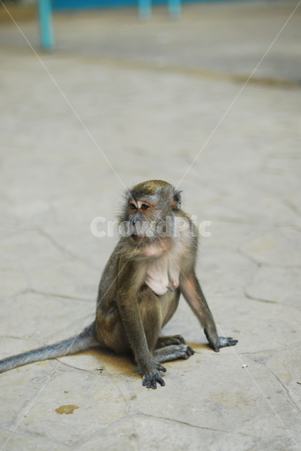 원숭이,동물,유인원,영장류,monkey,animal,동물,animal,포유류,mammal