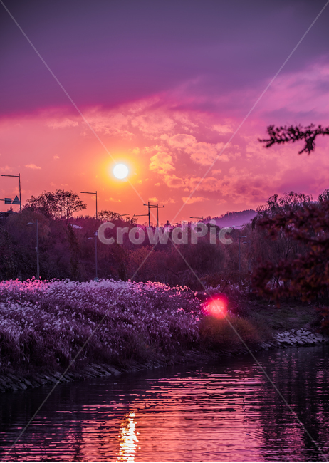light,갈대밭,노을,빛,flare,플레어,한국,자연,한국자연경관,갈대,한국자연풍경,korea,nature,plant,식물,redsky,붉은하늘,dusk,황혼,sunset,일몰,sky,하늘,sunlight,햇빛,풍경,landscape,한강,서래섬,골든아워,퍼플,보라빛,자연,풍경,nature,landscape