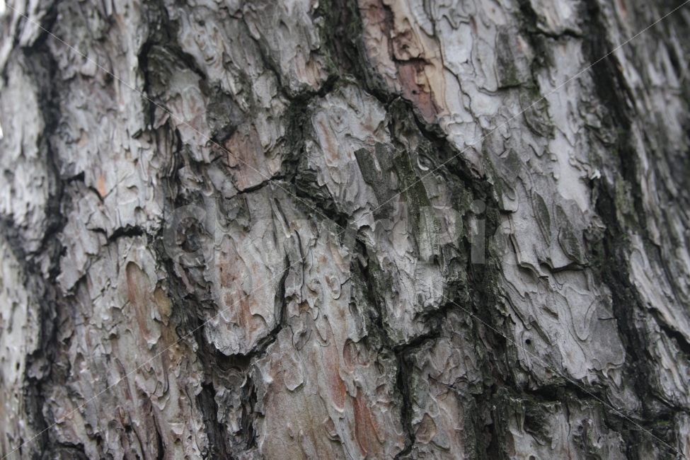 나무,나무껍질,껍질,재질,패턴,비늘,tree,thebarkofatree,skin,texture,pattern,식물,자연,plants,nature,텍스처,질감,패턴,texture,pattern