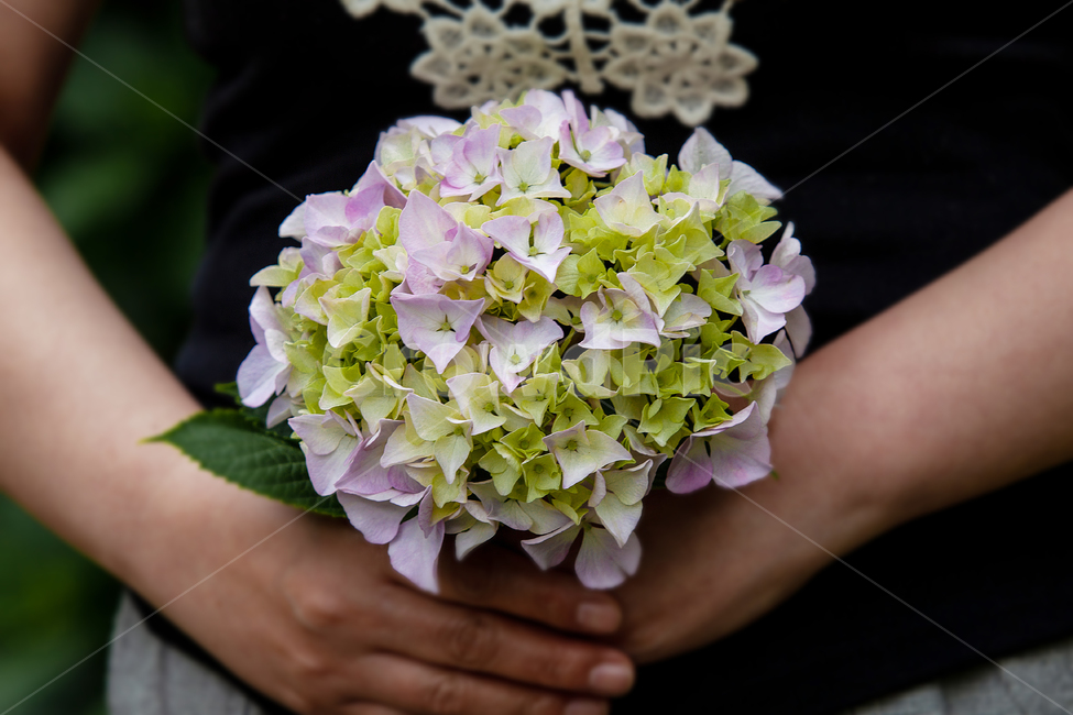 수국,수국축제,부케,산수국,손,Flower,식물,자연,plants,nature,꽃,flower,사람,인물,인간,human,person,신체일부,몸,body
