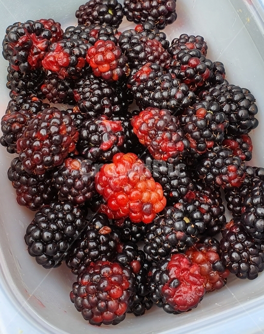 fruit,과일,food,음식,blueberry,plant,식물,복분자,음식,식재료,요리,food,cook,meal,dishes,food reserves,과일,열매,fruit