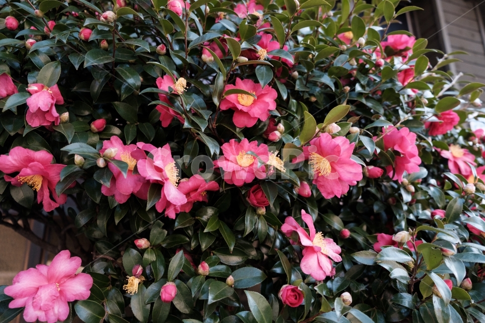 동백,동백나무,동백꽃,감성,꽃,자연,식물,겨울,계절,날씨,식물,자연,plants,nature,꽃,flower