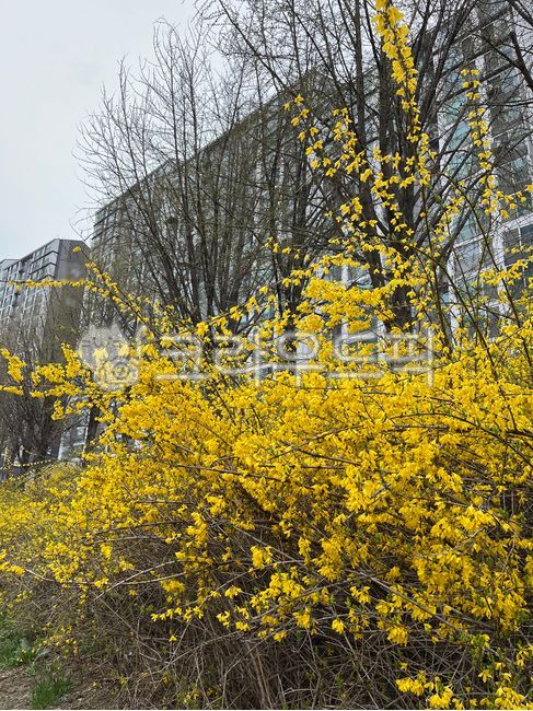 spring flowers,forsythia,nature,yellow flower,yellow,sight,vegetation,building,apartment,flower