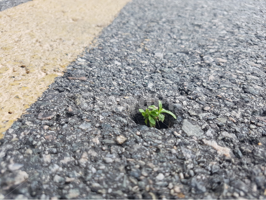봄,spring,새싹,bud,생명,꽃,flower,도로,차도,plant,날씨,weather,식물,life,봄,계절,spring,season,식물,자연,plants,nature,asphalt,아스팔트