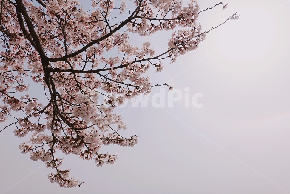 봄,4월,봄날,벚꽃,하늘,spring,벚꽃엔딩,flower,봄감성