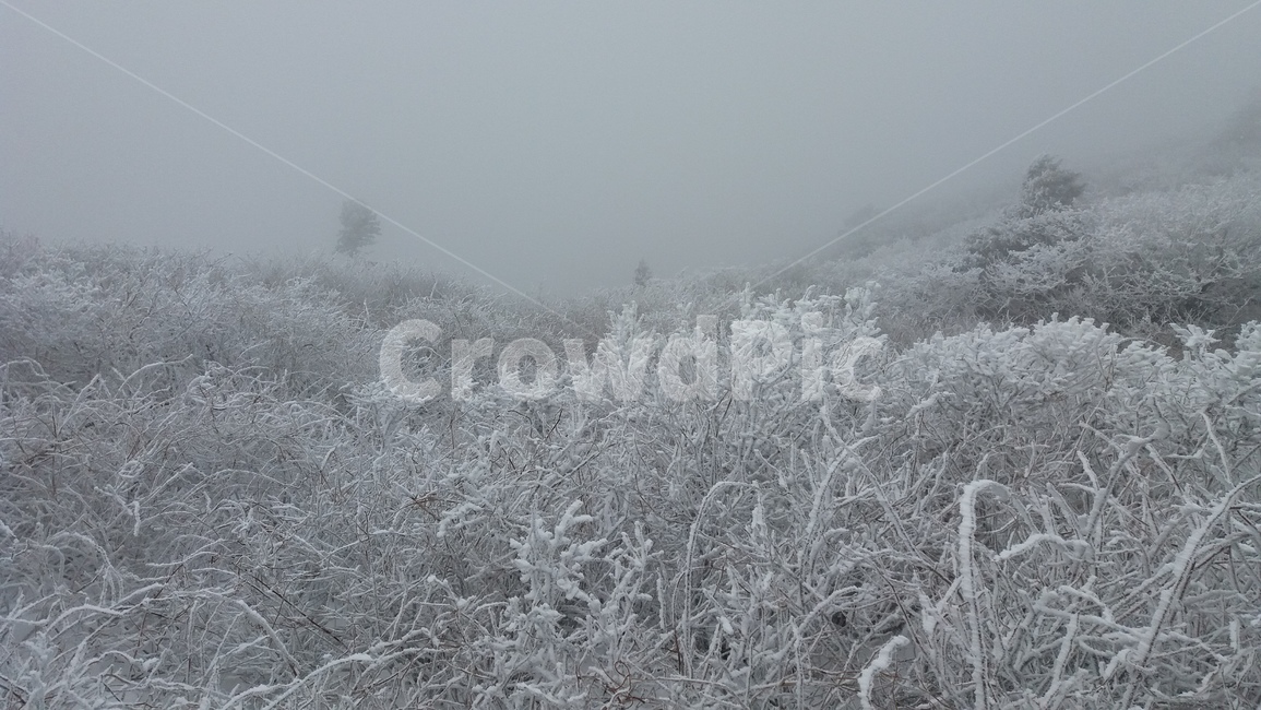 겨울,눈,나무,눈꽃,눈내린,산,겨울,계절,winter,season,자연,풍경,nature,landscape,outdoors,옥외