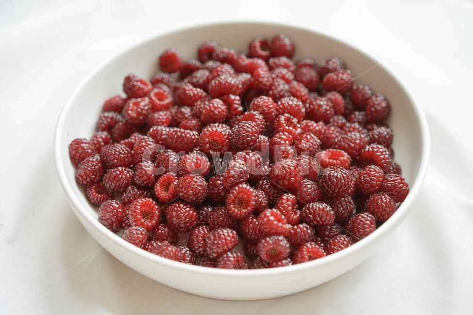 산딸기,열매,과일,라즈베리,raspberry,식물,자연,plants,nature,과일,열매,fruit,색깔,색상,색채,색감,color sense,color sensitivity,feeling of color