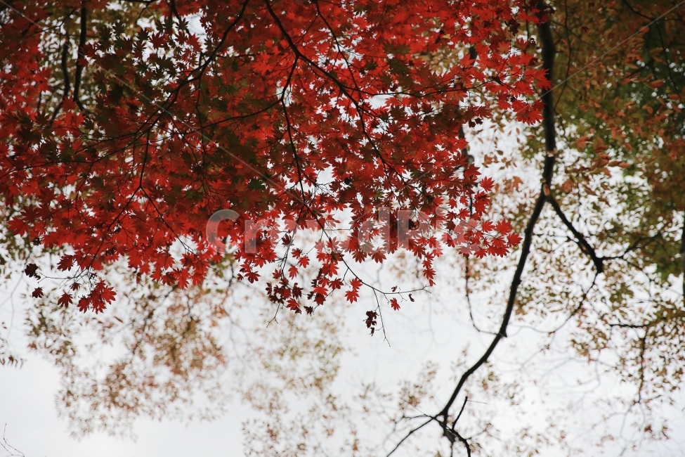 단풍,하늘,낙엽,가을,감성,가을,계절,fall,autumn,season,식물,자연,plants,nature,plant,leaf,잎,tree,나무,maple