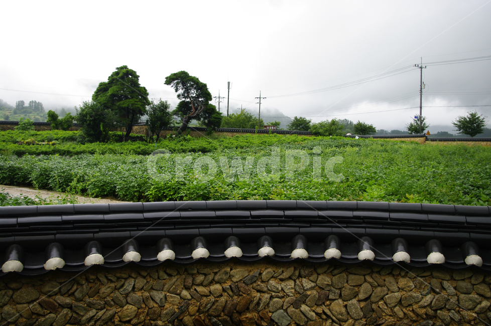 기와지붕,traditional,담장,밭,나무,풍경,시골,마을,풍경,landscape,country,rural,town,한국전통,한국문화,korean traditional,korean culture