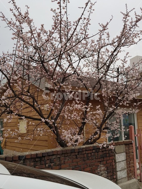 벚꽃나무,봄,벚꽂,봄계절,벚꽃엔딩