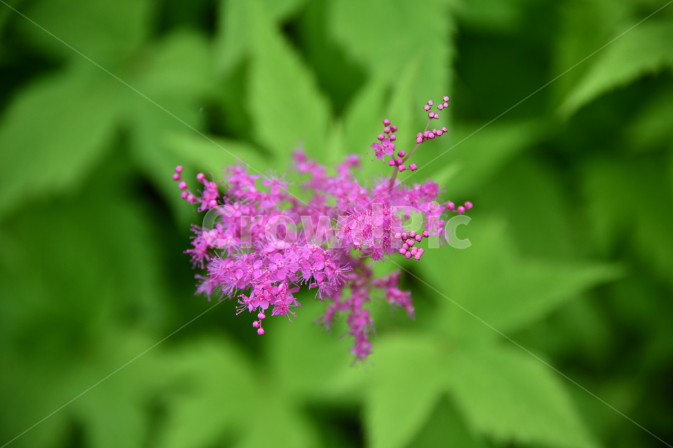 꽃,자연,식물,야생화,nature,flower,감성,feeling,배경,백그라운드