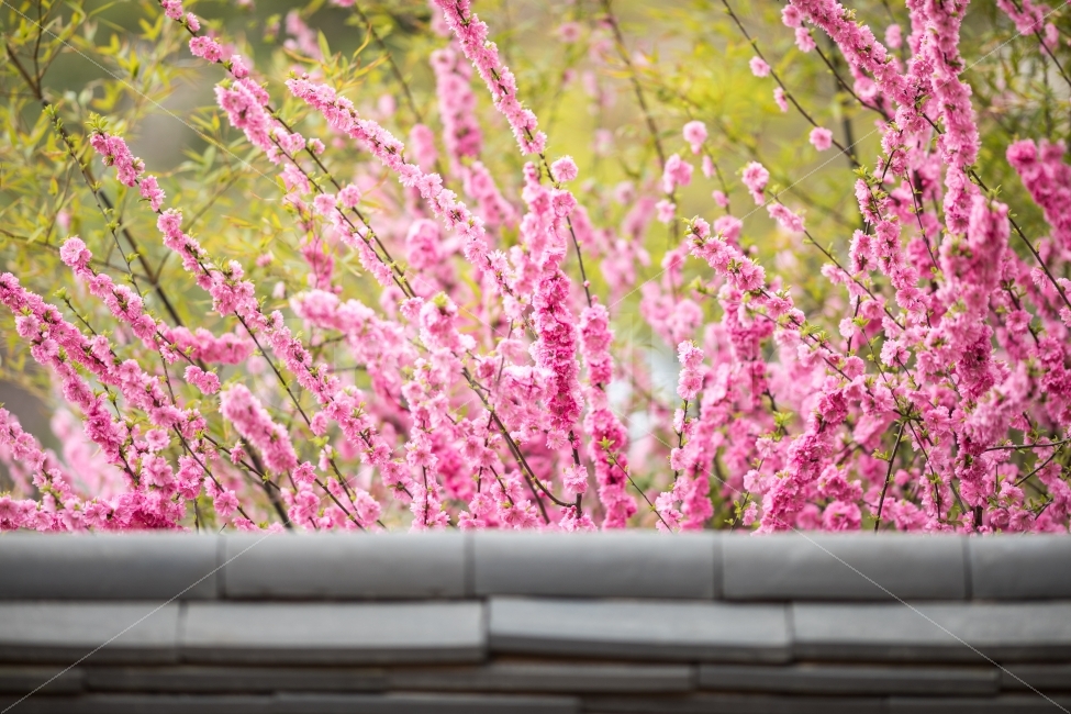 겹벚꽃,벚꽃,한옥,담,꽃,풍경,식물,자연,plants,nature,꽃,flower,한국전통,한국문화,korean traditional,korean culture