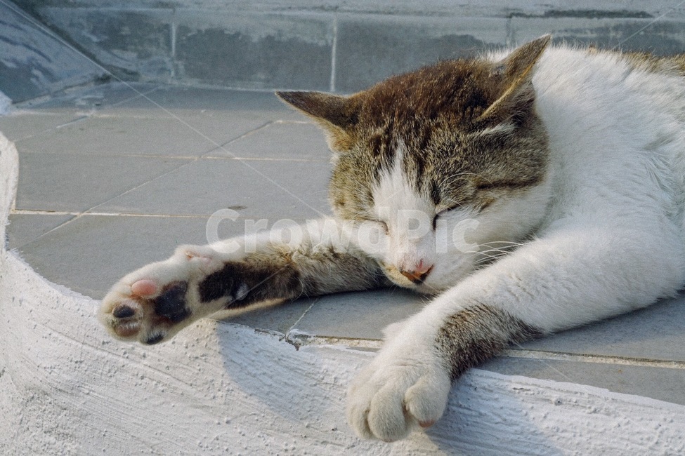 길고양이,골목길,잠,수면,동물,동물,animal,포유류,mammal,고양이,cat,kitten,kitty