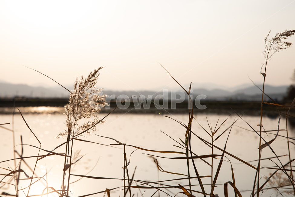 청도,갈대,풍경,청도풍경,가을갈대,감성,일상,스냅,가을,계절,fall,autumn,season,plant,식물,grass,잔디,lawn,reed
