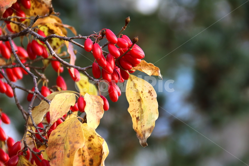 가을,계절,나무,식물,열매,식물,자연,plants,nature,과일,열매,fruit
