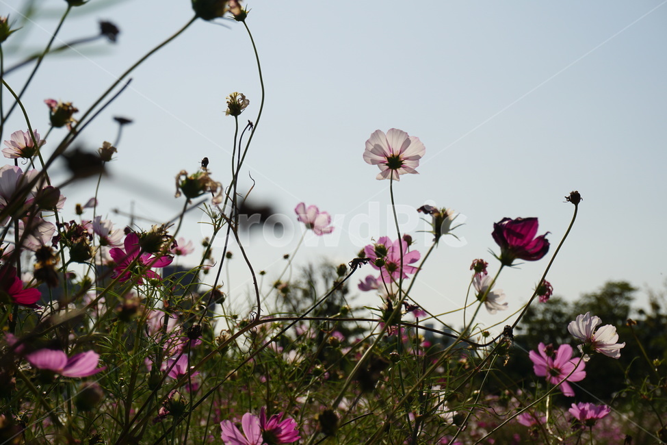 plant,blossom,꽃,코스모스,가을,flower,나들이,식물,자연,plants,nature,꽃,flower