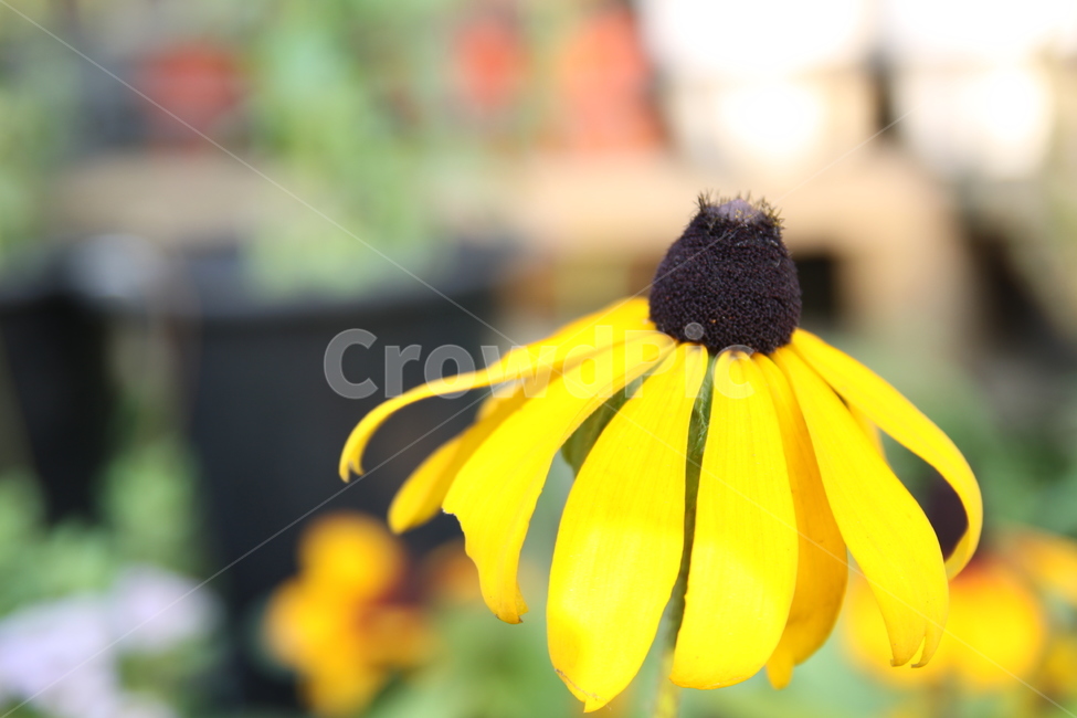 pollen,화분,plant,식물,꽃,식물,자연,plants,nature,꽃,flower