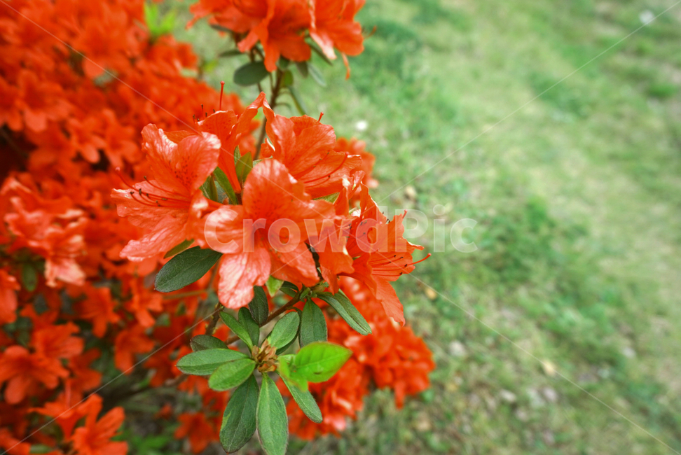 철쭉,봄꽃,식물,flowers,다홍색,화려한,예쁜,beautiful,가든,화단,정원,garden,자연,잔디,공원,azalea,철쭉축제,꽃축제,나들이,식물,자연,plants,nature,꽃,flower