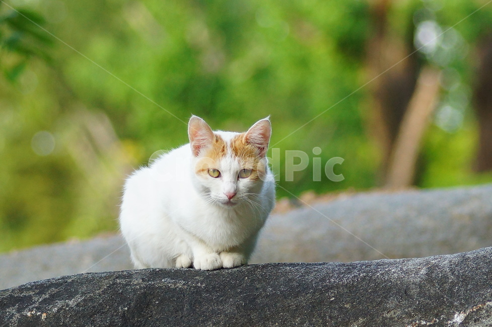 manx,포유류,animal,mammal,동물,cat,고양이,pet,동물,animal,포유류,mammal,고양이,cat,kitten,kitty